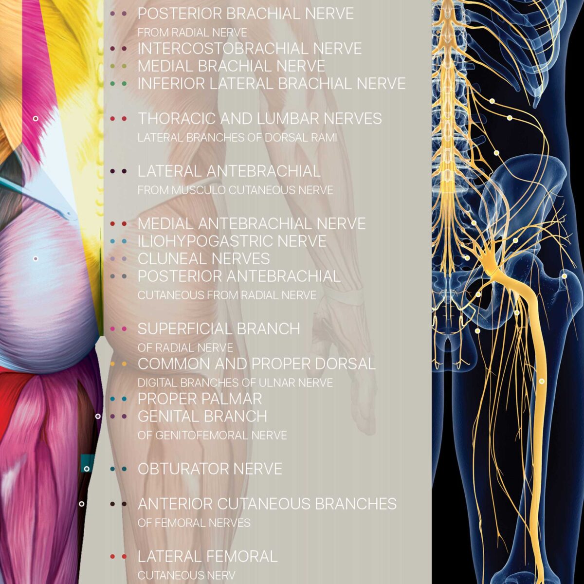 Spinal Nerves Chart