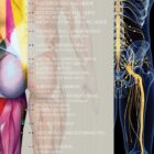 Spinal Nerves Set – educare.design Spinal Nerves Chart