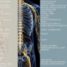 Spinal Nerves Set – educare.design Spinal Nerves Chart