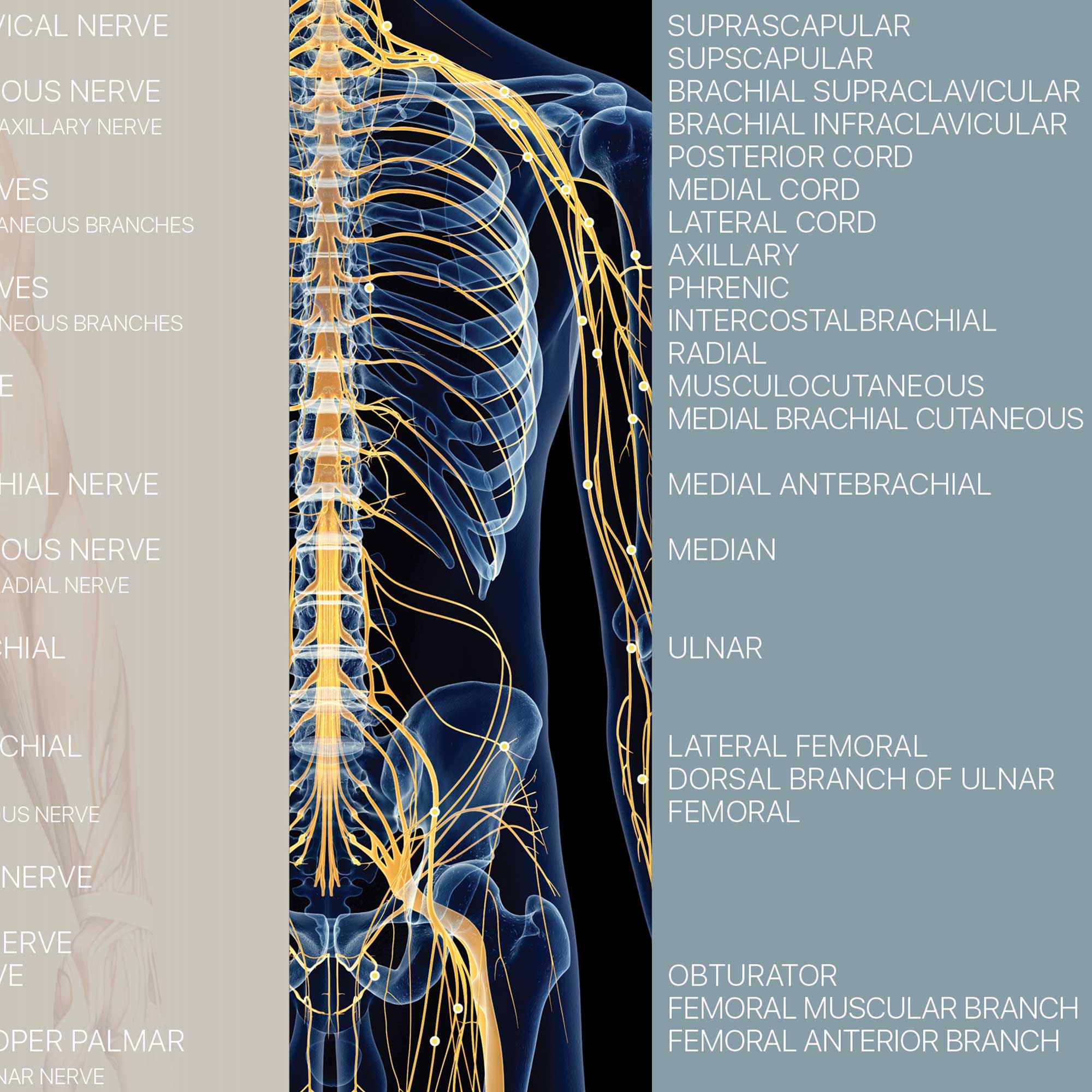 Spinal Nerves Chart