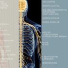 Spinal Nerves Set – educare.design Spinal Nerves Chart