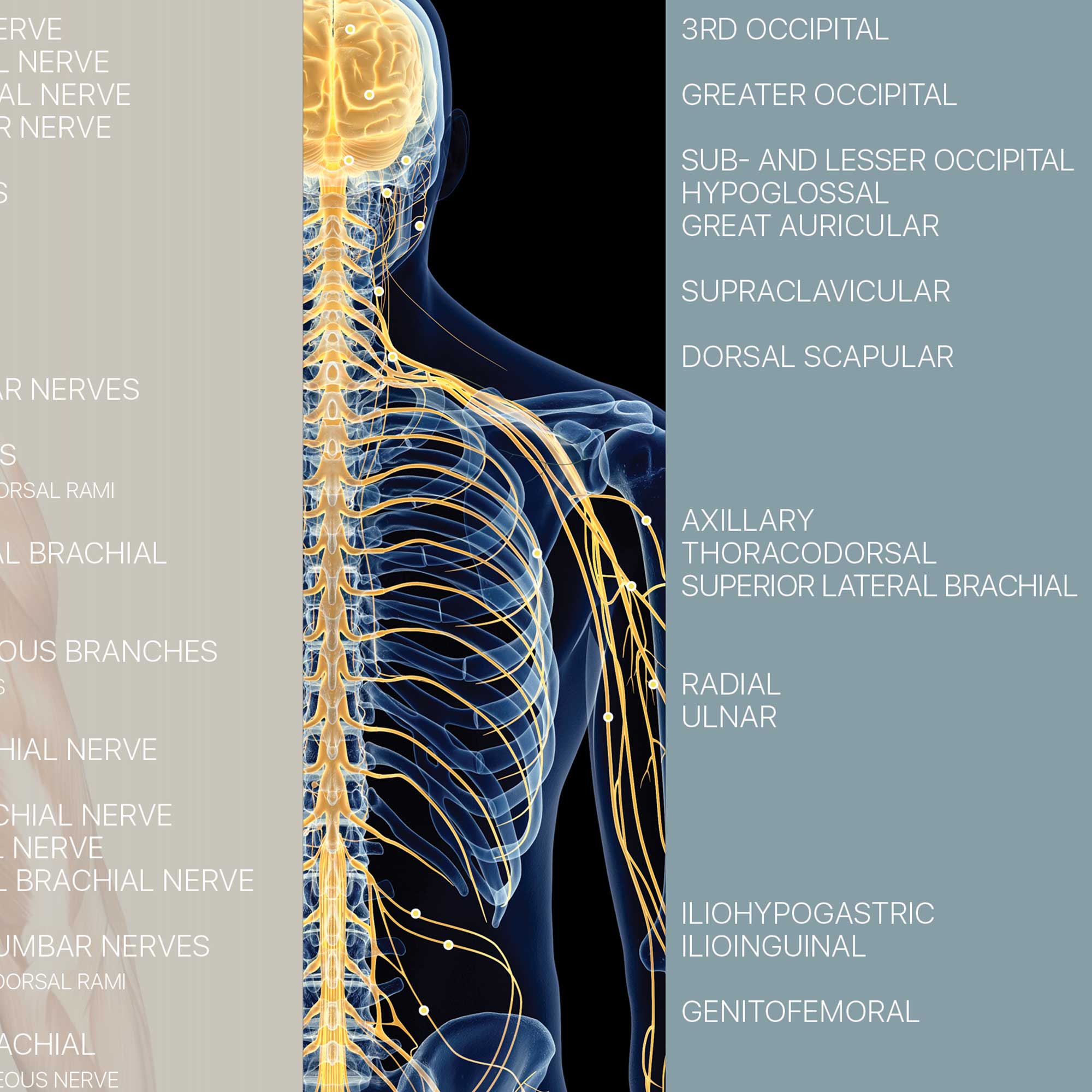 Spinal Nerves Chart