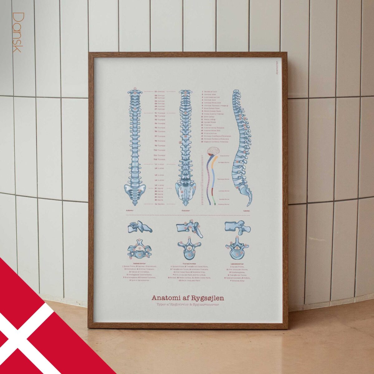Anatomy of the spine with types of vertebrae and spinal nerves