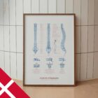 Rygsøjlens Anatomi anatomidiagram til klinikker Rygsøjlens Anatomi anatomidiagram til klinikker