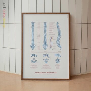 Anatomie der Wirbelsäule mit Wirbeltypen und Spinalnerven