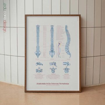 Anatomia della colonna vertebrale con tipi di vertebre e nervi spinali