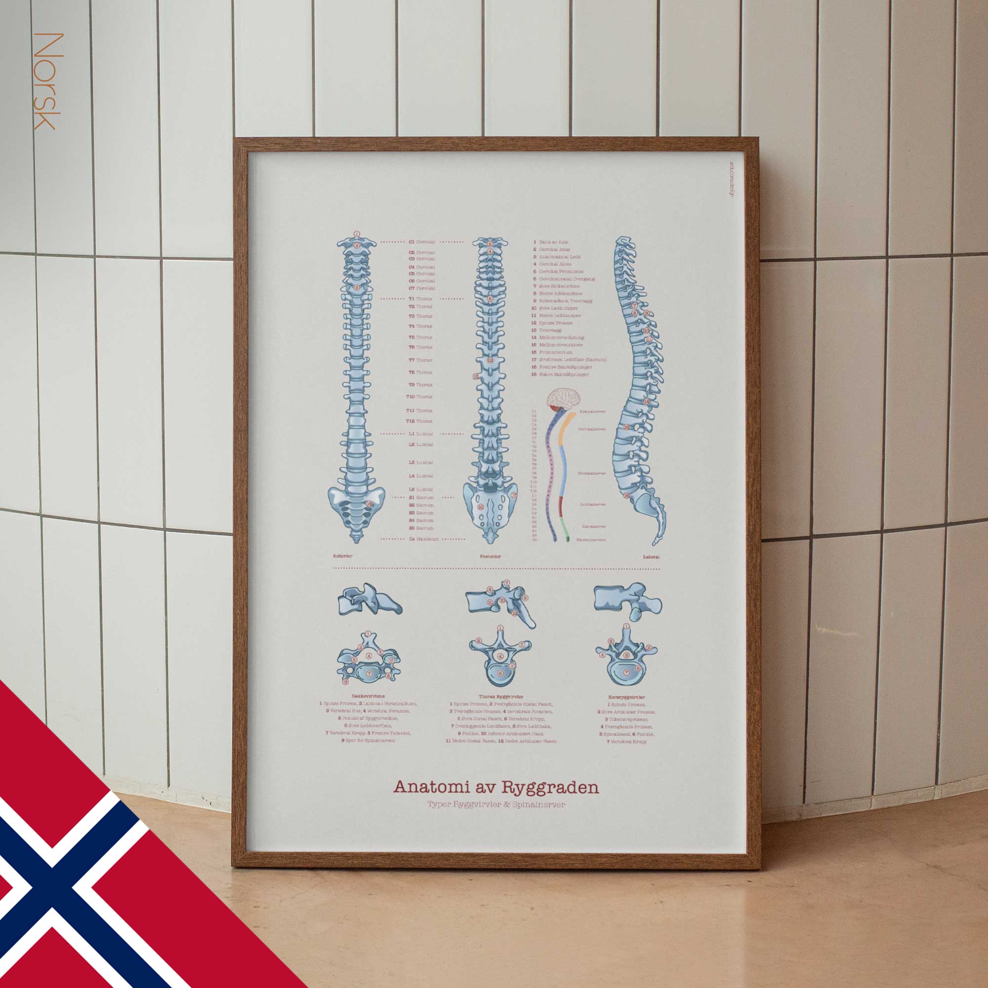 Anatomy of the Spine