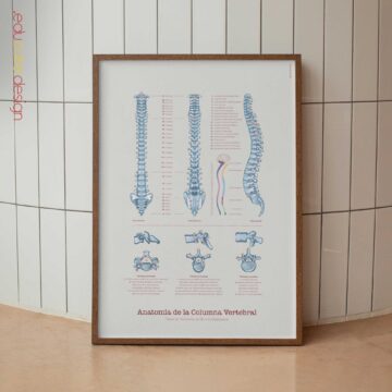 Anatomía de la columna vertebral con tipos de vértebras y nervios raquídeos