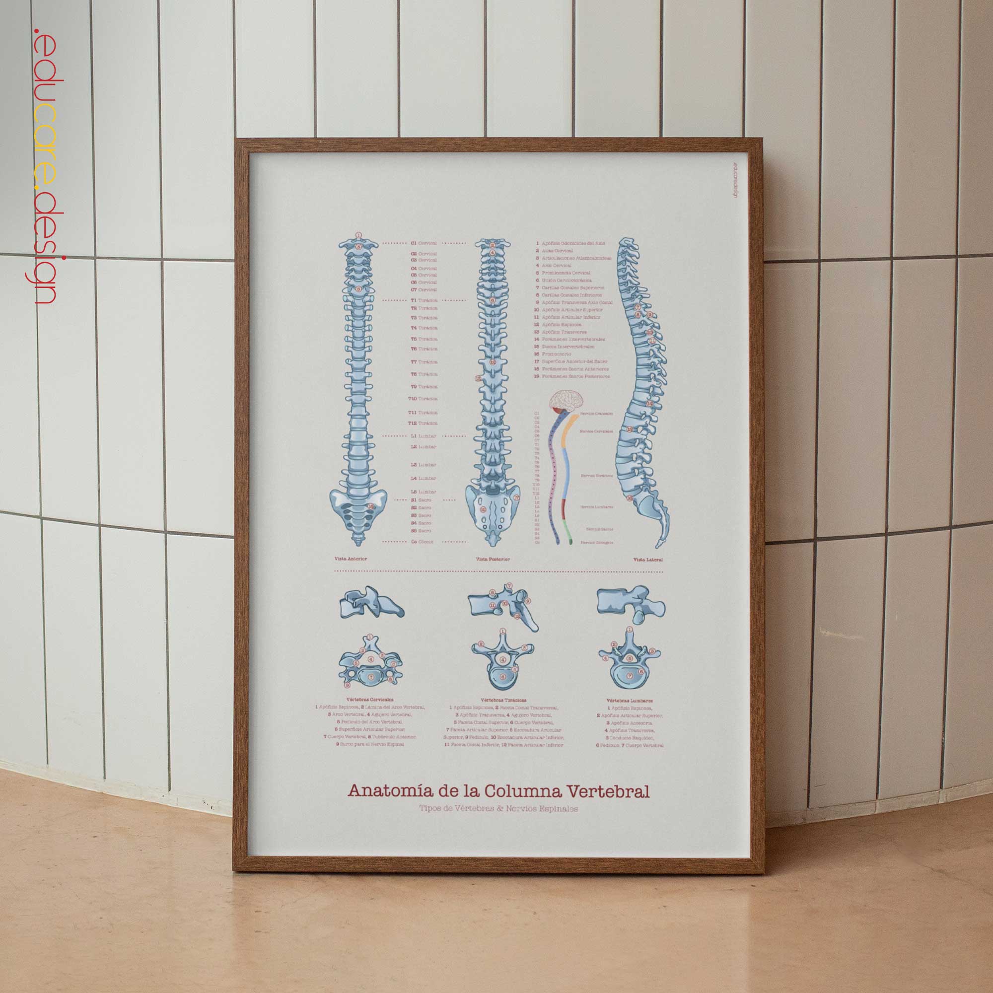 Anatomía de la Columna Vertebral lámina anatómica para clínicas y consultas