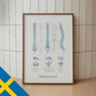 Ryggradens Anatomi anatomidiagram för kliniker Ryggradens Anatomi anatomidiagram för kliniker
