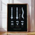 Anatomy of the Spine anatomy chart for clinics Anatomy of the Spine anatomy chart for clinics