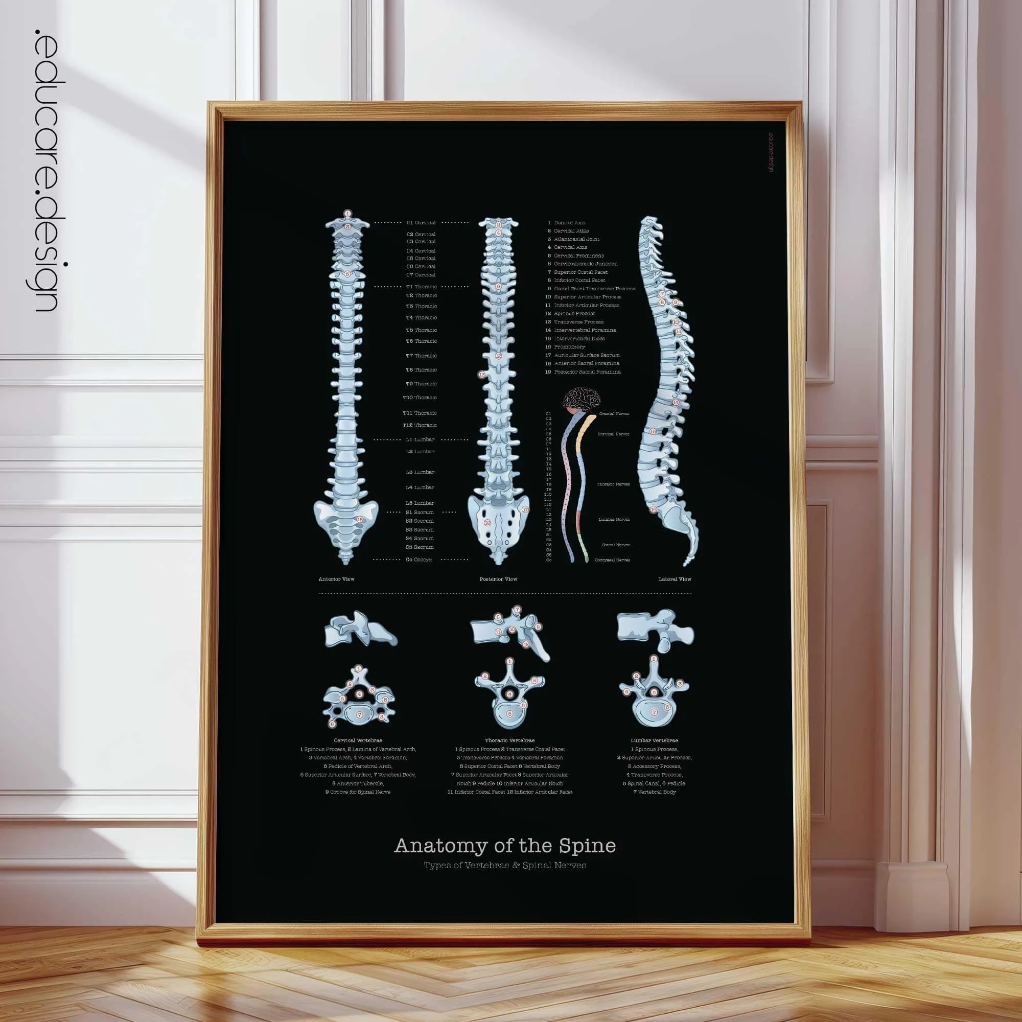 Anatomy of the Spine anatomy chart for clinics Anatomy of the Spine anatomy chart for clinics