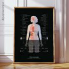 Fibromyalgia with Hormonal and Nervous System Connections anatomy chart for clinics