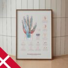 Carpal Tunnel Syndrome with Diagnosis and Exercises