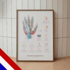 Carpal Tunnel Syndrome with Diagnosis and Exercises