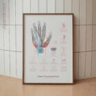 Carpal Tunnel Syndrome with Diagnosis and Exercises