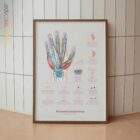 Carpal Tunnel Syndrome with Diagnosis and Exercises