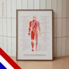 Chronic Fatigue Sindrome chart with Diagnostic Check, Common Symptoms & Risk Factors