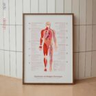 Chronic Fatigue Sindrome chart with Diagnostic Check, Common Symptoms & Risk Factors