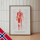 Chronic Fatigue Sindrome chart with Diagnostic Check, Common Symptoms & Risk Factors