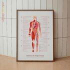 Chronic Fatigue Sindrome chart with Diagnostic Check, Common Symptoms & Risk Factors