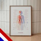 Fibromyalgie met Hormonale en Zenuwstelselverbindingen anatomisch diagram voor praktijken en klinieken Fibromyalgie met Hormonale en Zenuwstelselverbindingen anatomisch diagram voor praktijken en klinieken