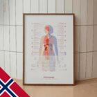 Fibromyalgi med Hormonelle og Nervesystemiske Forbindelser anatomidiagram for klinikker Fibromyalgi med Hormonelle og Nervesystemiske Forbindelser anatomidiagram for klinikker