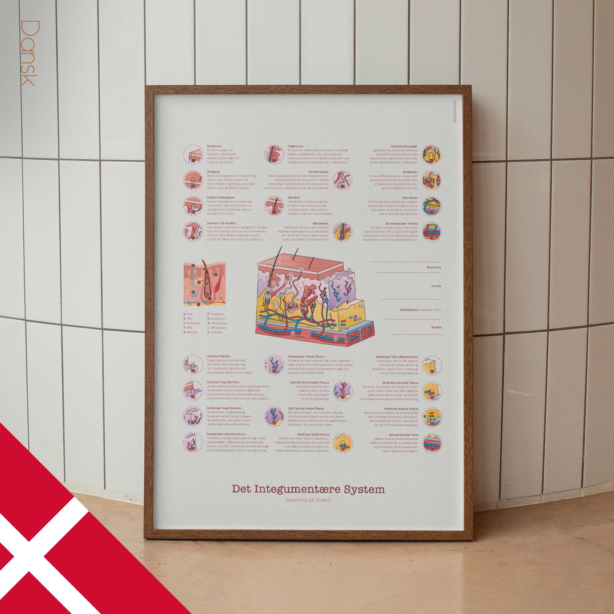 Integumentary System Chart