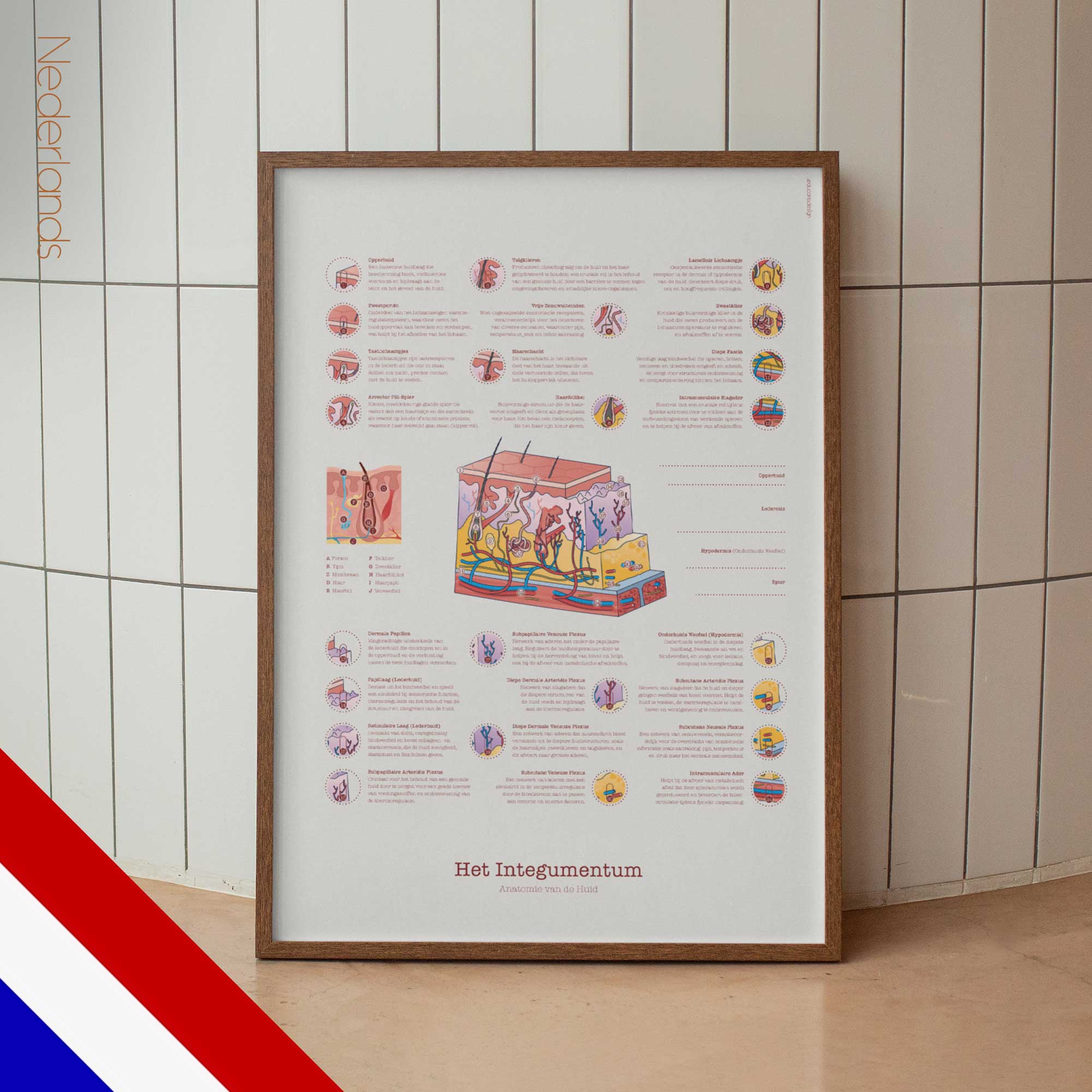 Integumentary System Chart