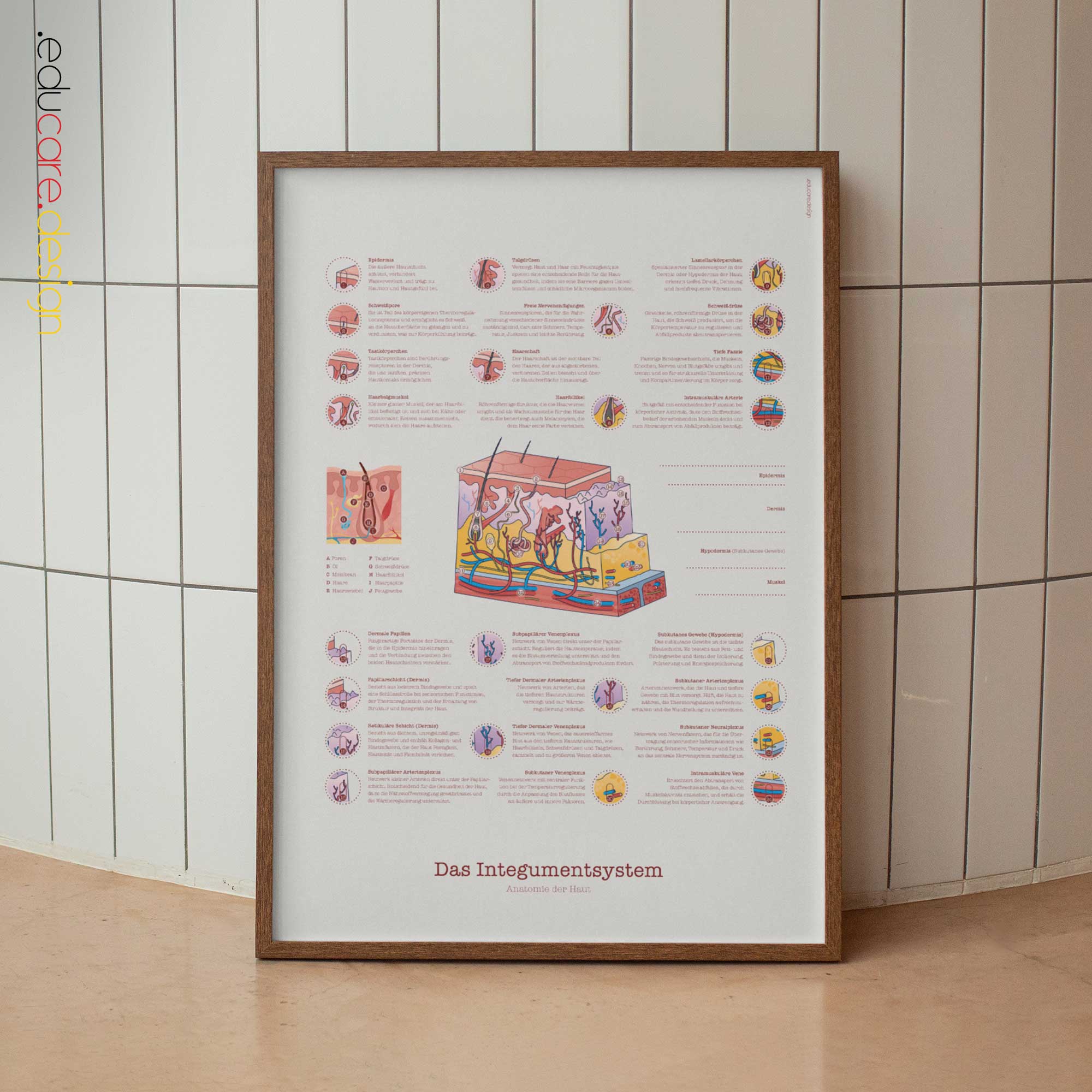 Integumentary System Chart