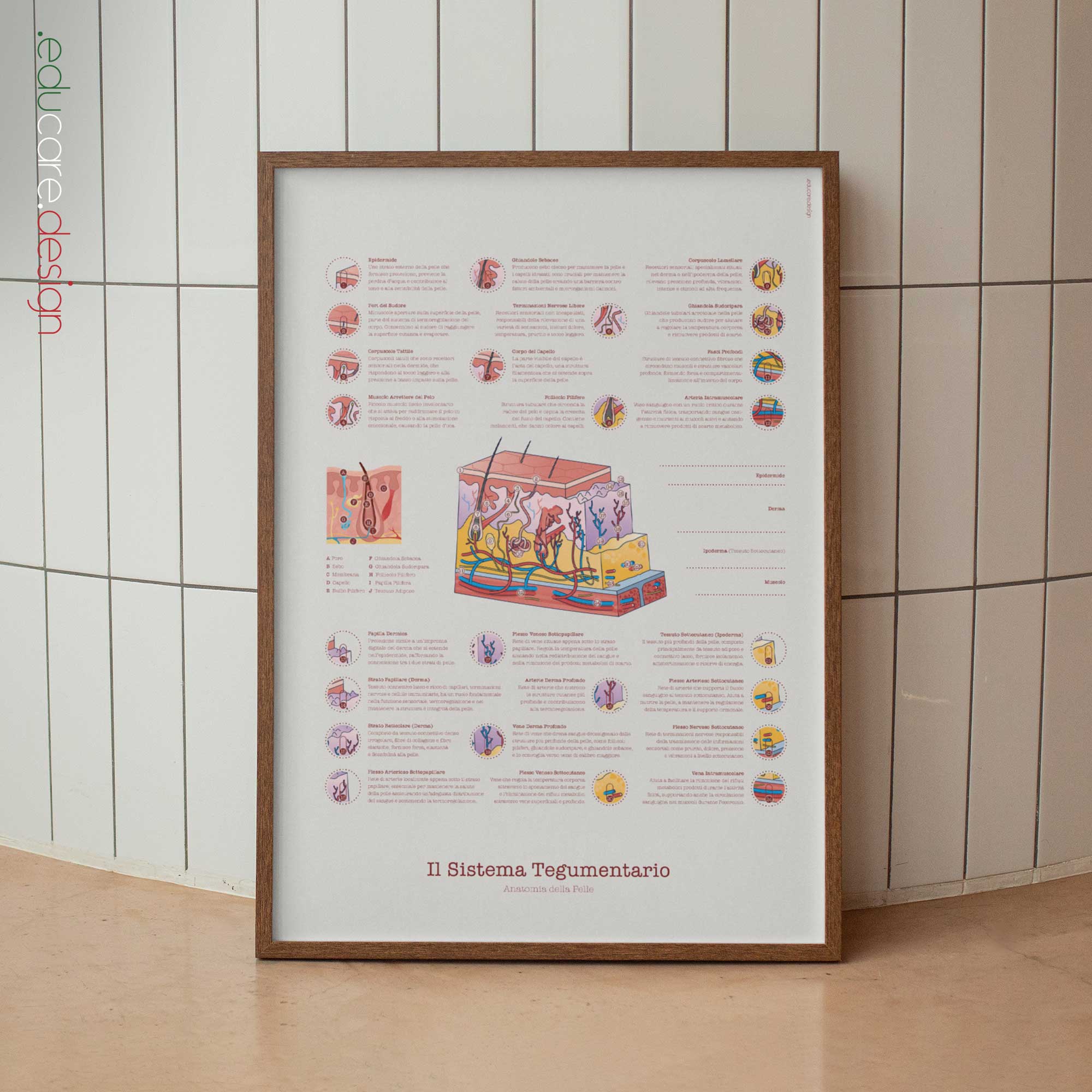 Integumentary System Chart