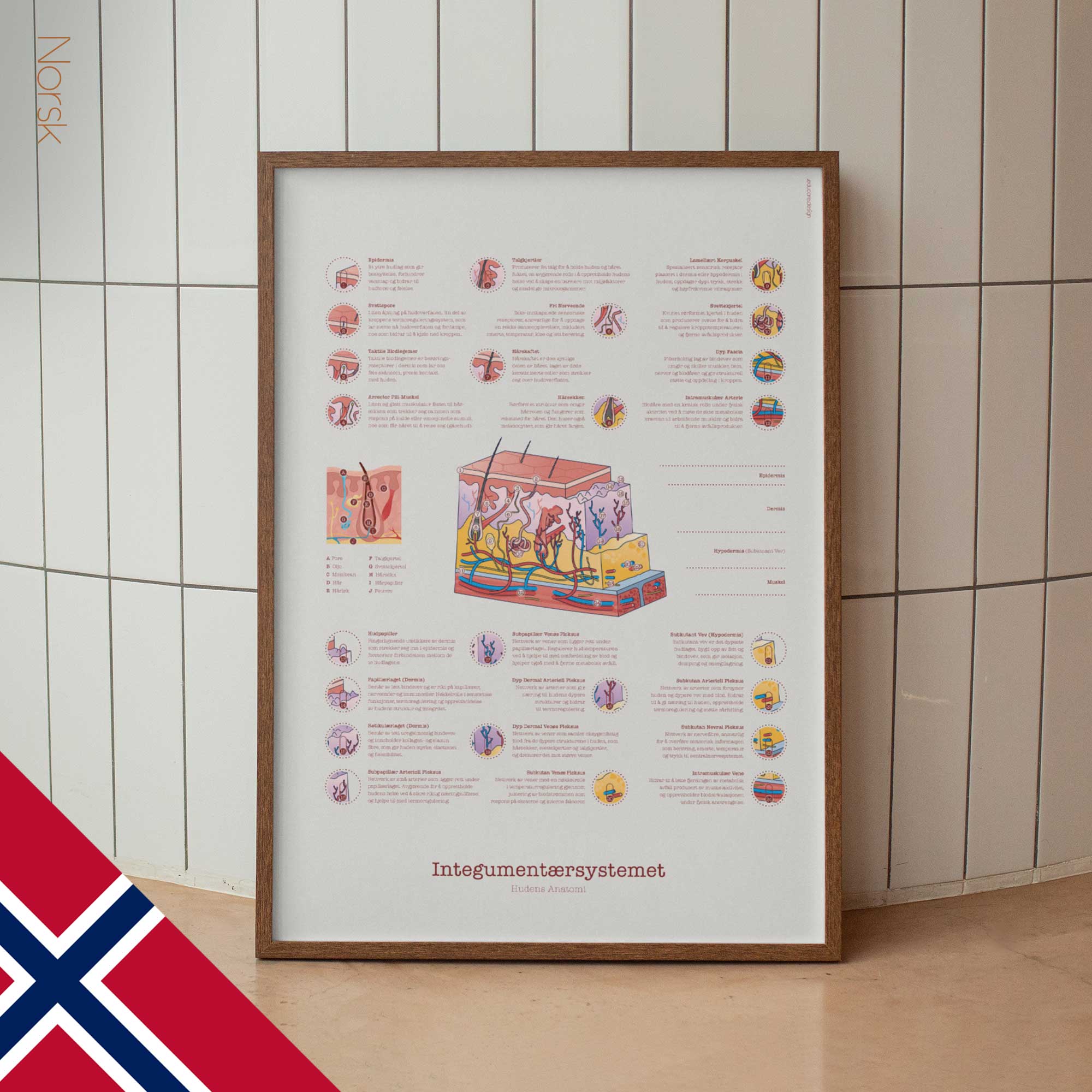 Integumentary System norsk