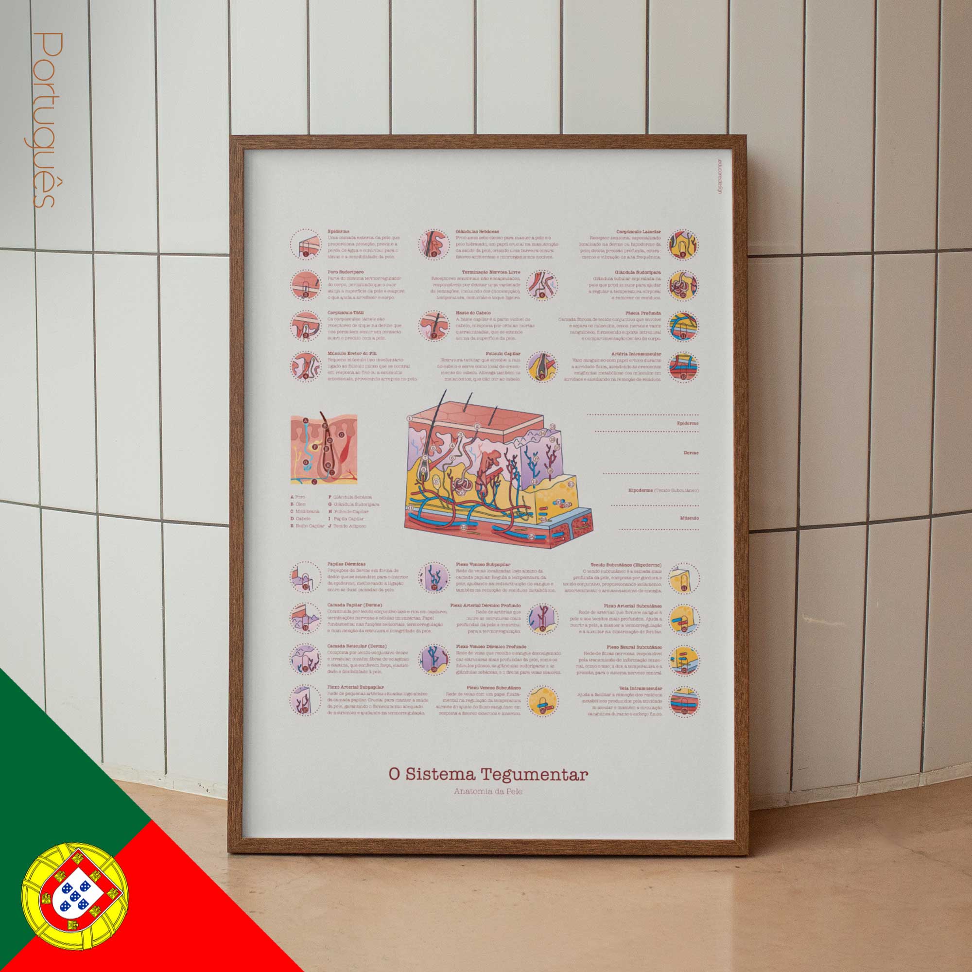 Integumentary System Chart