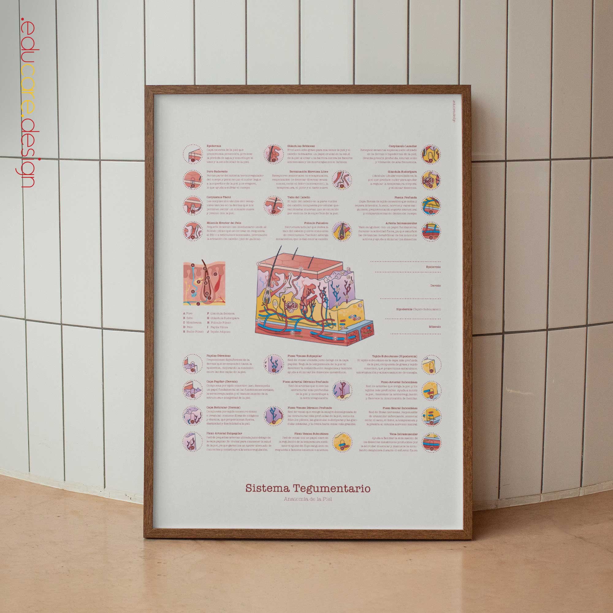 Integumentary System Chart