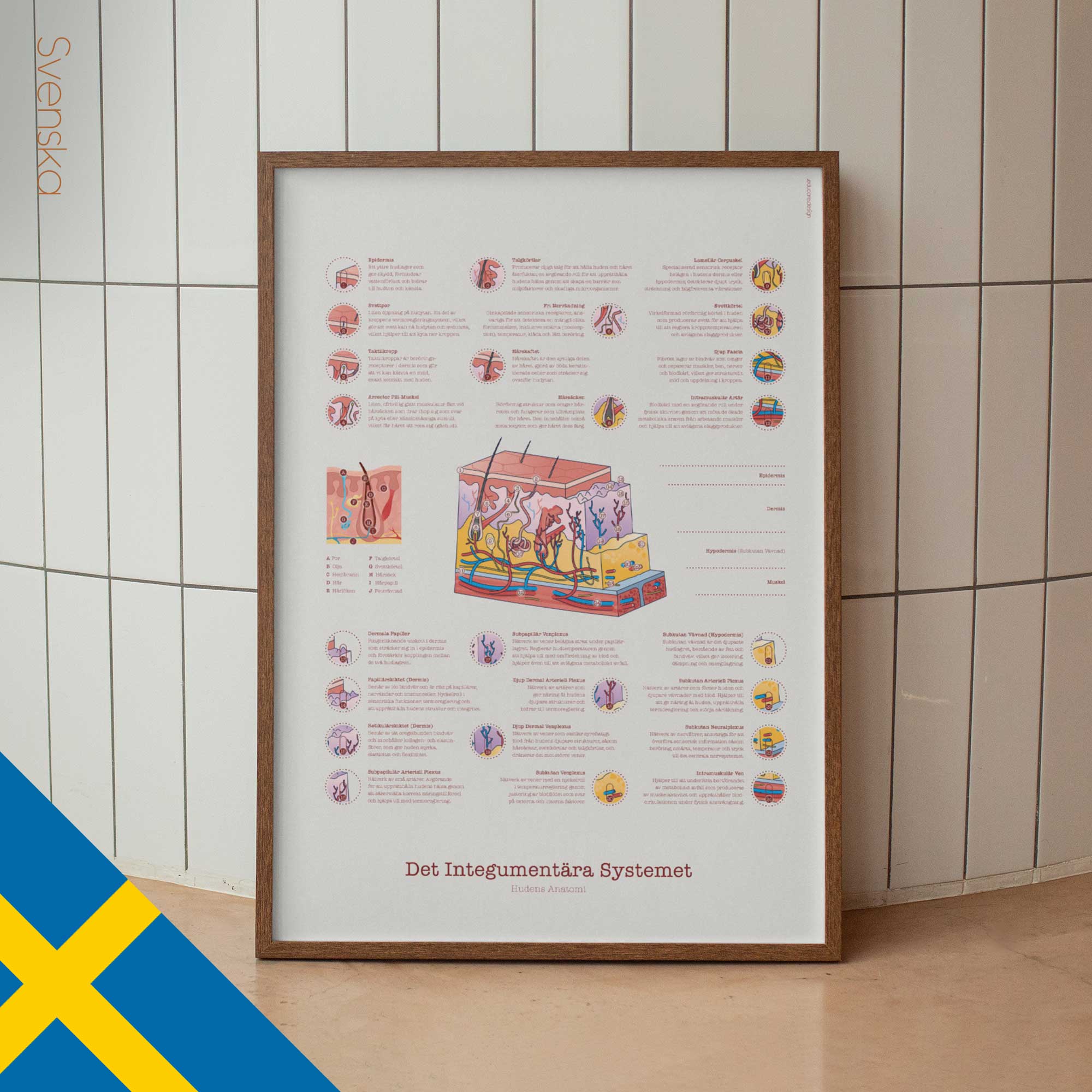 Integumentary System Chart