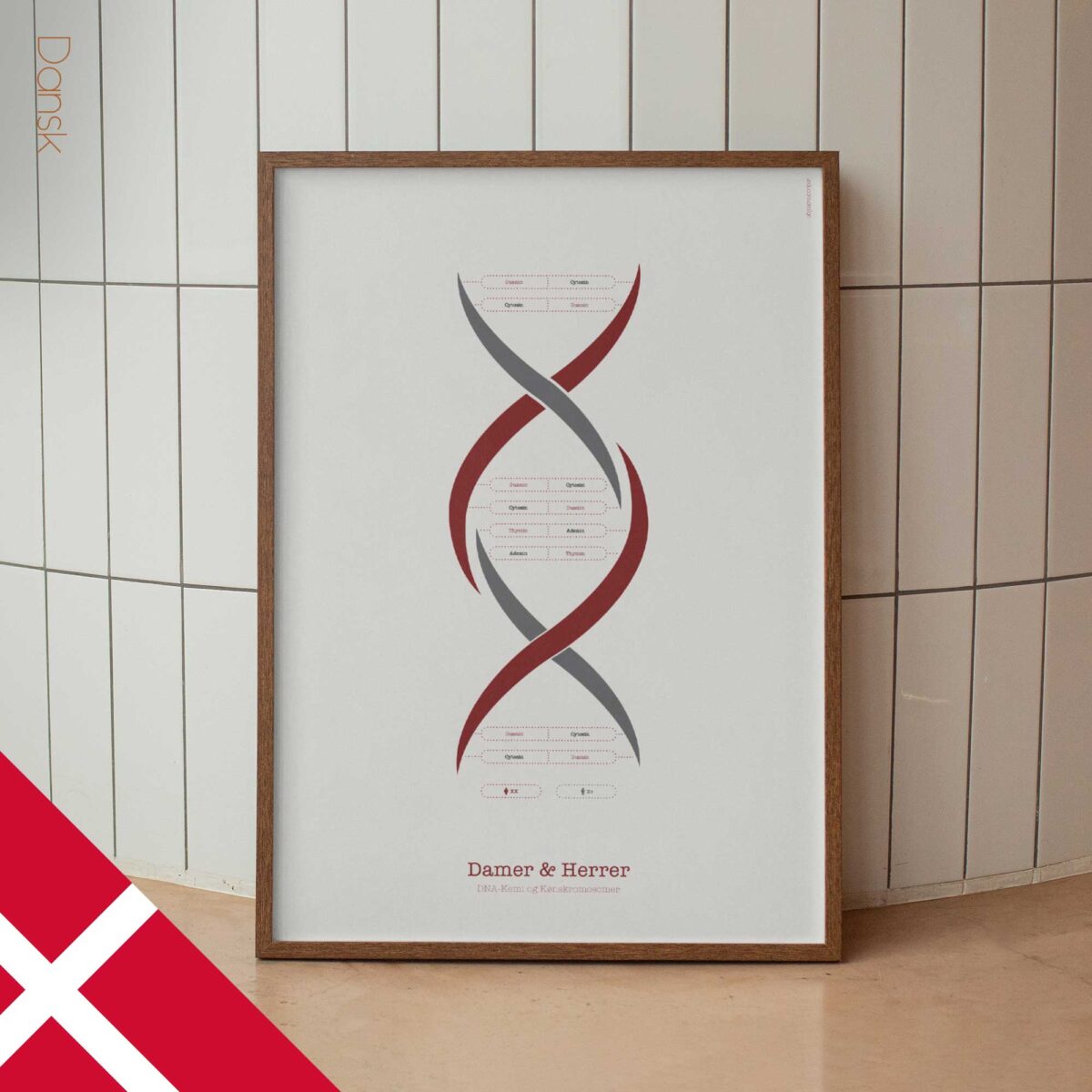 DNA Chemistry & Sex Chromosomes Poster
