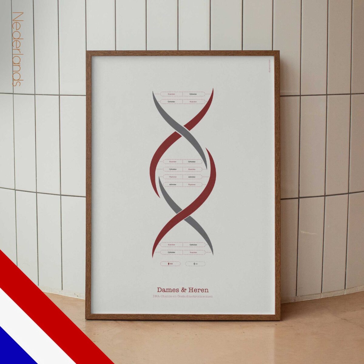 DNA Chemistry & Sex Chromosomes Poster
