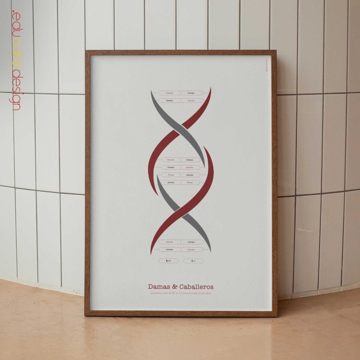DNA Chemistry & Sex Chromosomes Poster