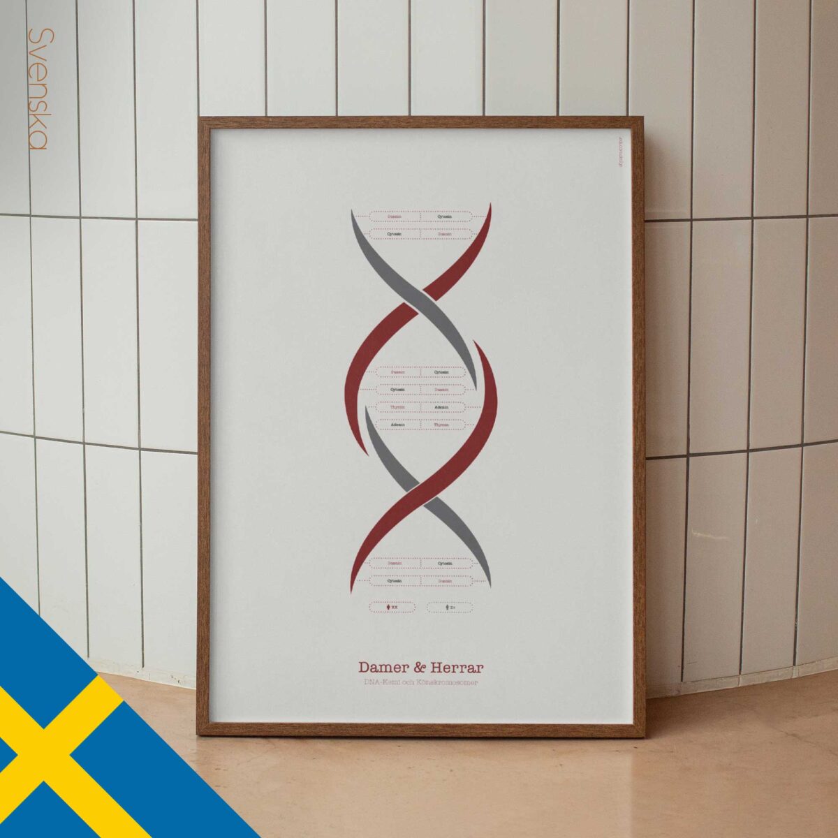 DNA Chemistry & Sex Chromosomes Poster