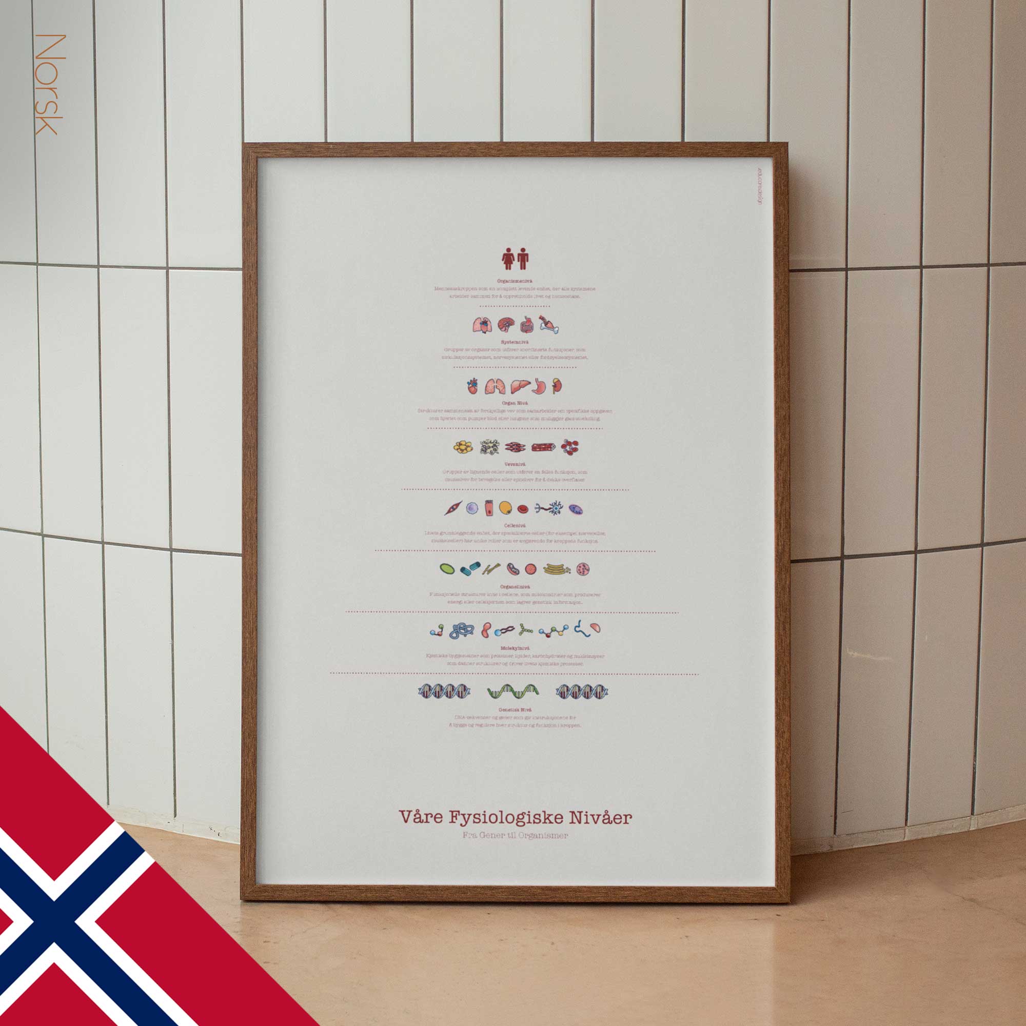 Our Physiological Levels