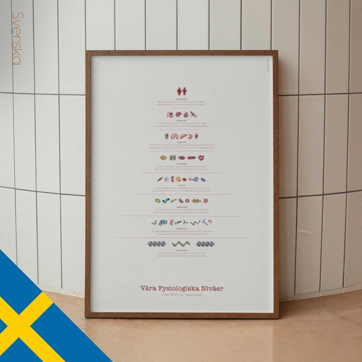 Physiological-Levels_svensk