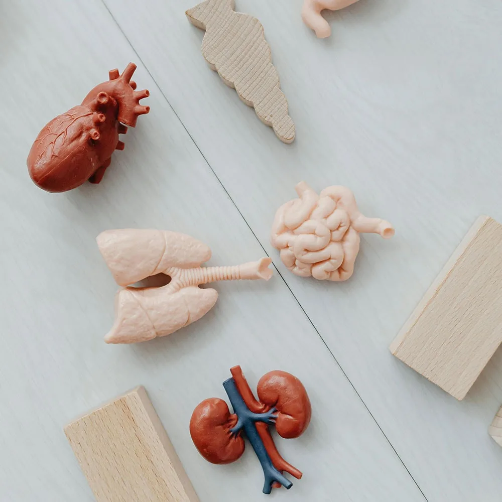 Organs & Endocrine System Explained