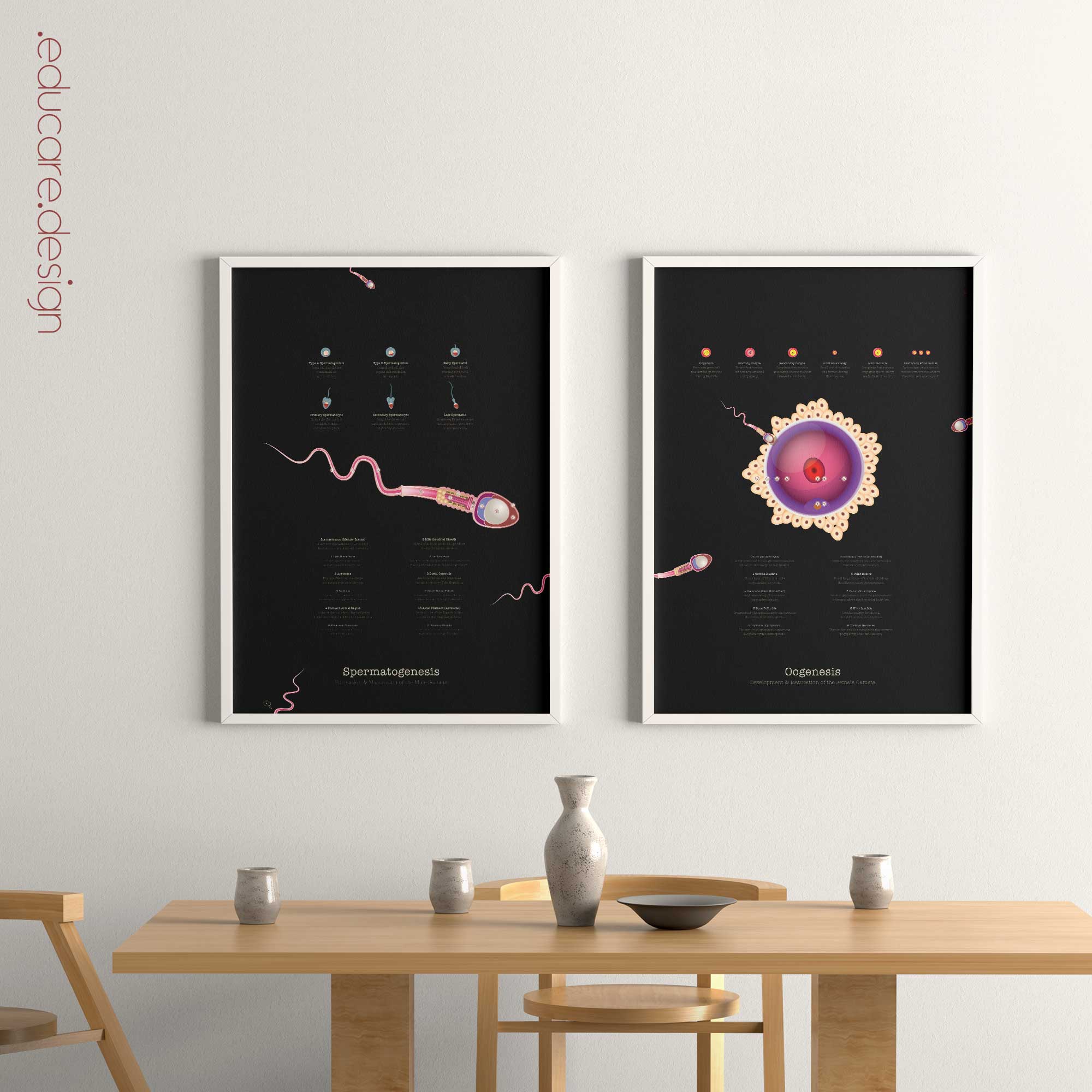Gametogenesis Anatomy Set – Spermatogenesis & Oogenesis Charts