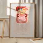 The 9 Abdominal Quadrants – educare.design The 9 Abdominal Quadrants Anatomy Chart