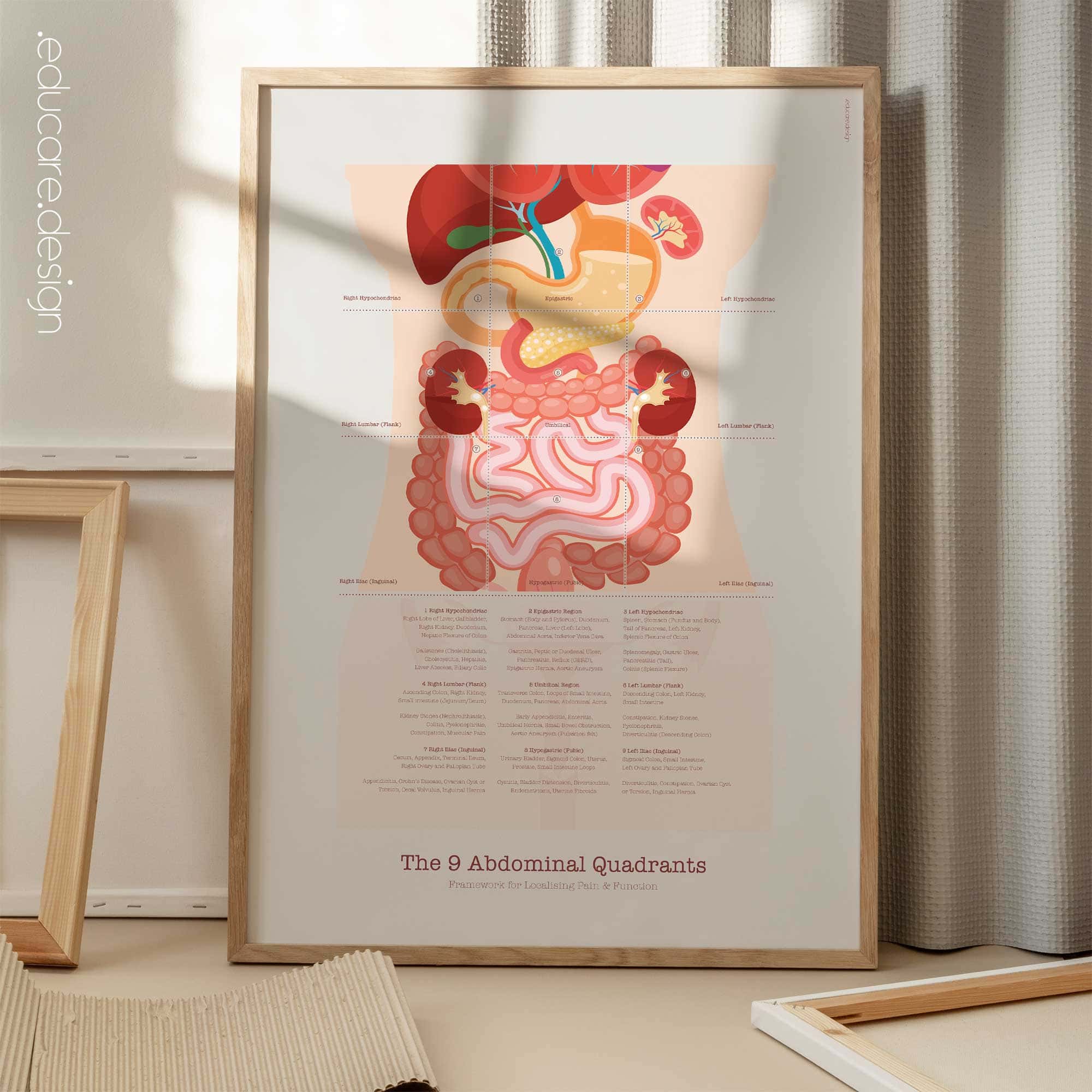 The 9 Abdominal Quadrants Anatomy Chart