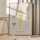The Lymphatic System anatomy chart for clinics