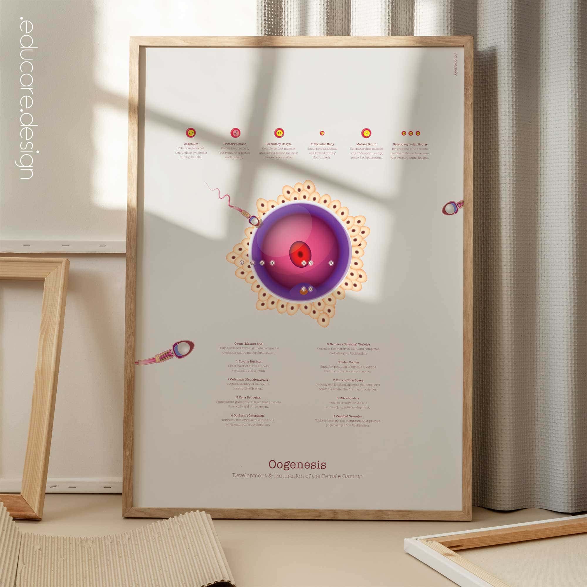 Gametogenesis Anatomy Set – Spermatogenesis & Oogenesis Charts