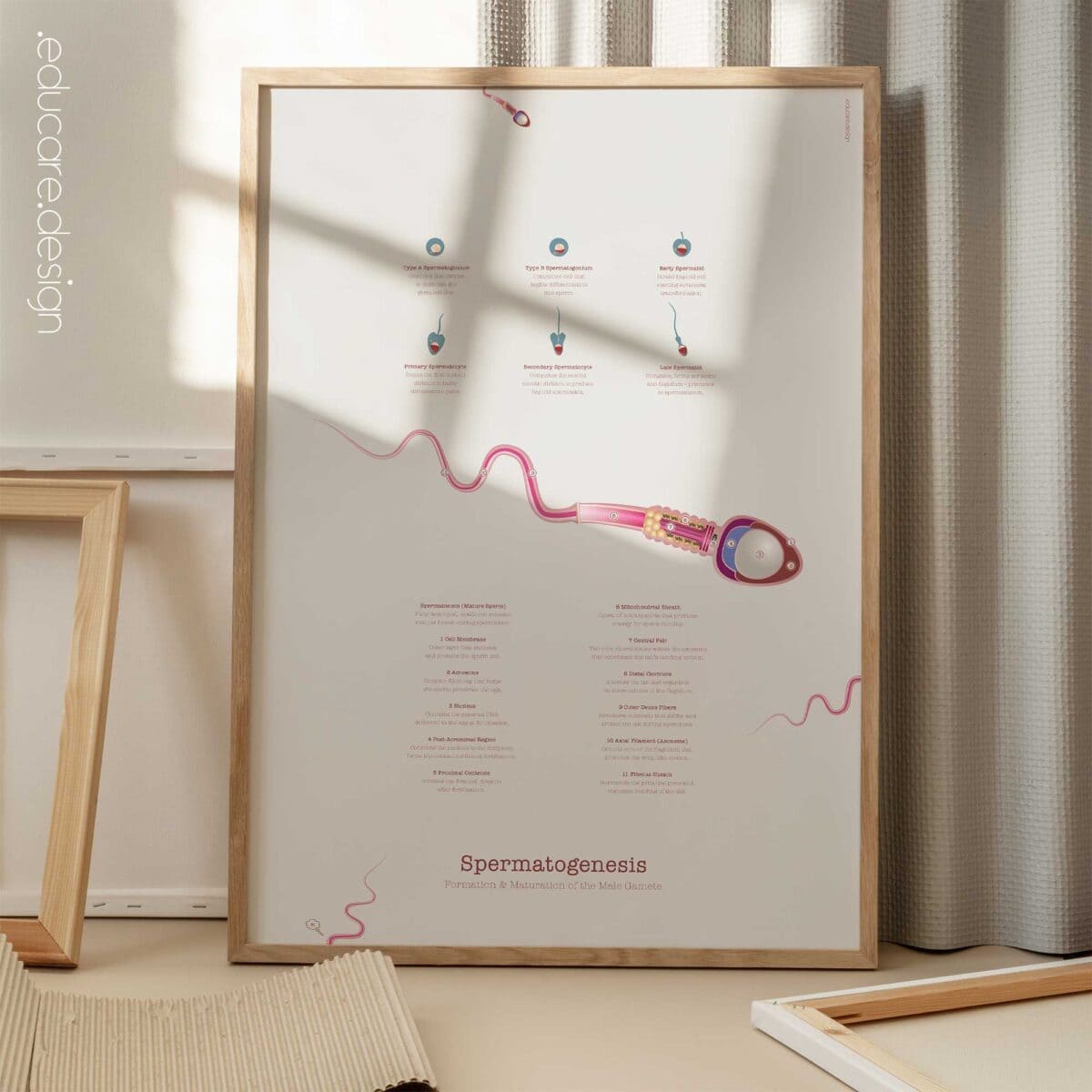 Gametogenesis Anatomy Set – Spermatogenesis & Oogenesis Charts