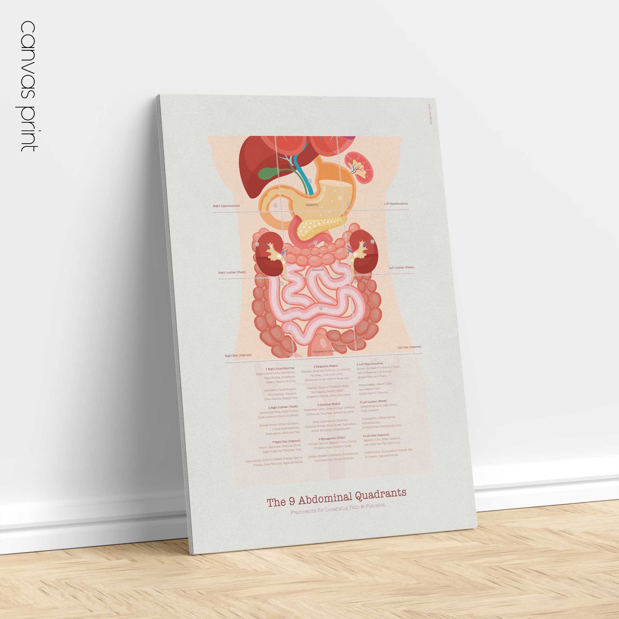 The 9 Abdominal Quadrants Anatomy Chart