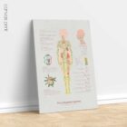 The Lymphatic System anatomy chart for clinics